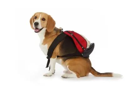 Réussir le dressage de son chien