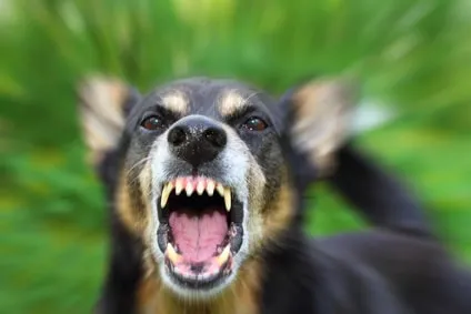 Certaines obligations à respecter avec un chien « dangereux »