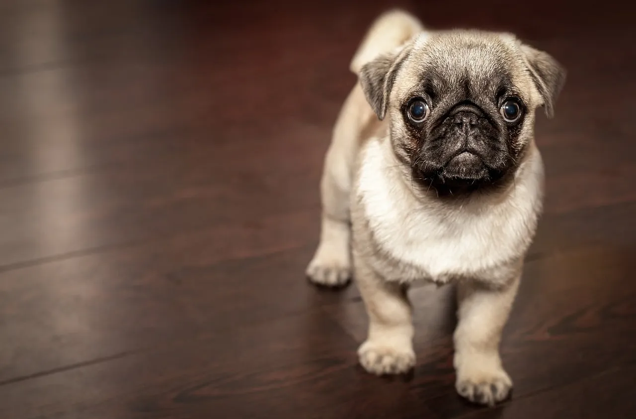 Les besoins nutritionnels d’un chiot