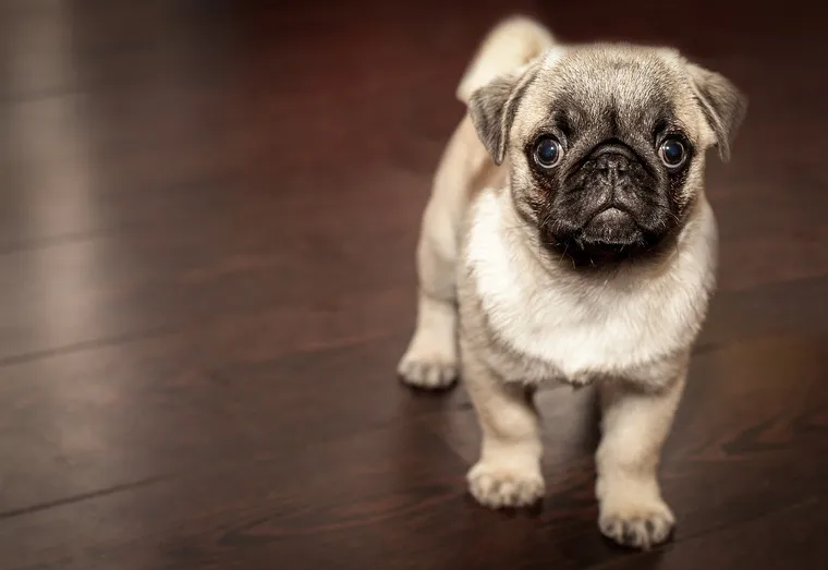 L’importance de brosser les poils de son chien