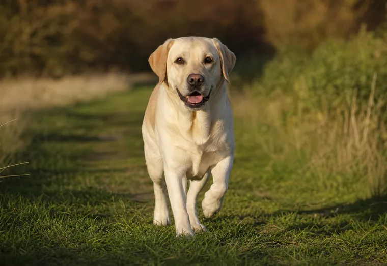 Chien labrador levant une patte avant en boitant légèrement sur un chemin extérieur