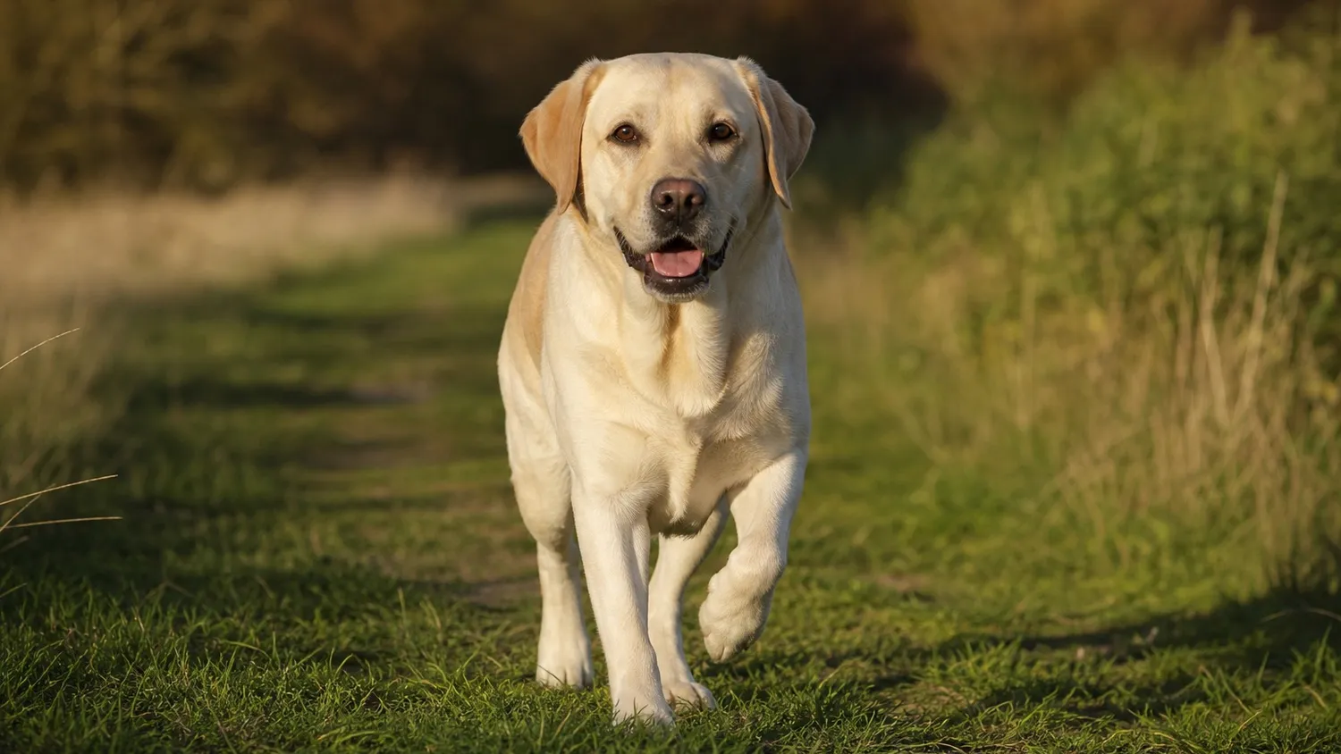 Chien labrador levant une patte avant en boitant légèrement sur un chemin extérieur