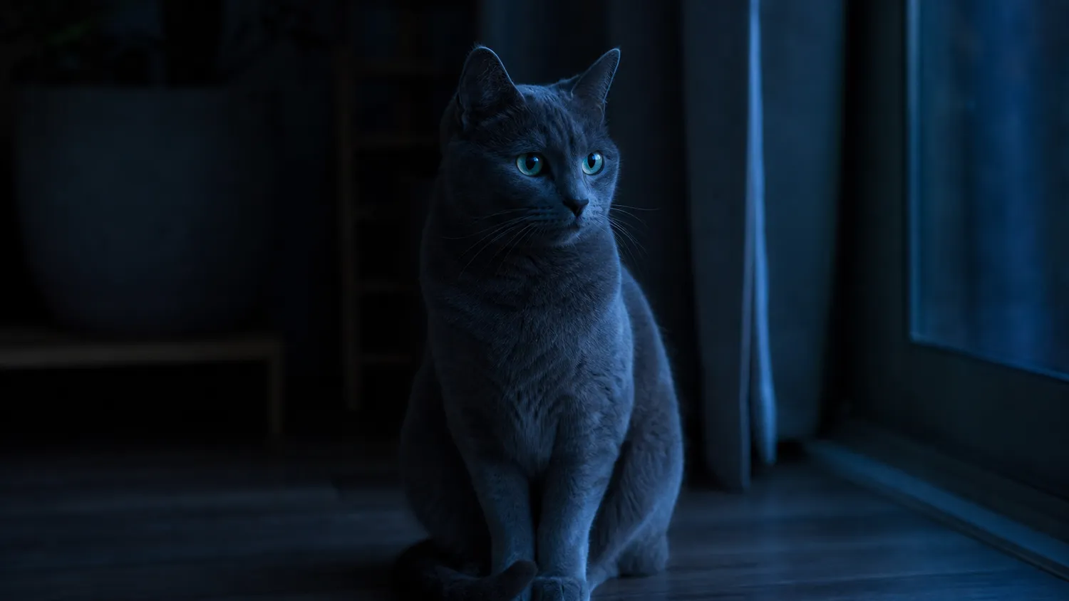 Chat gris assis dans l'obscurité, éclairé par la lumière bleutée de la nuit
