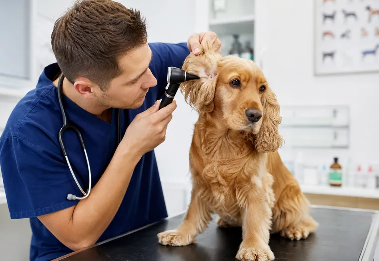 Vétérinaire examinant délicatement l'oreille d'un chien à l'aide d'un otoscope dans un cabinet lumineux