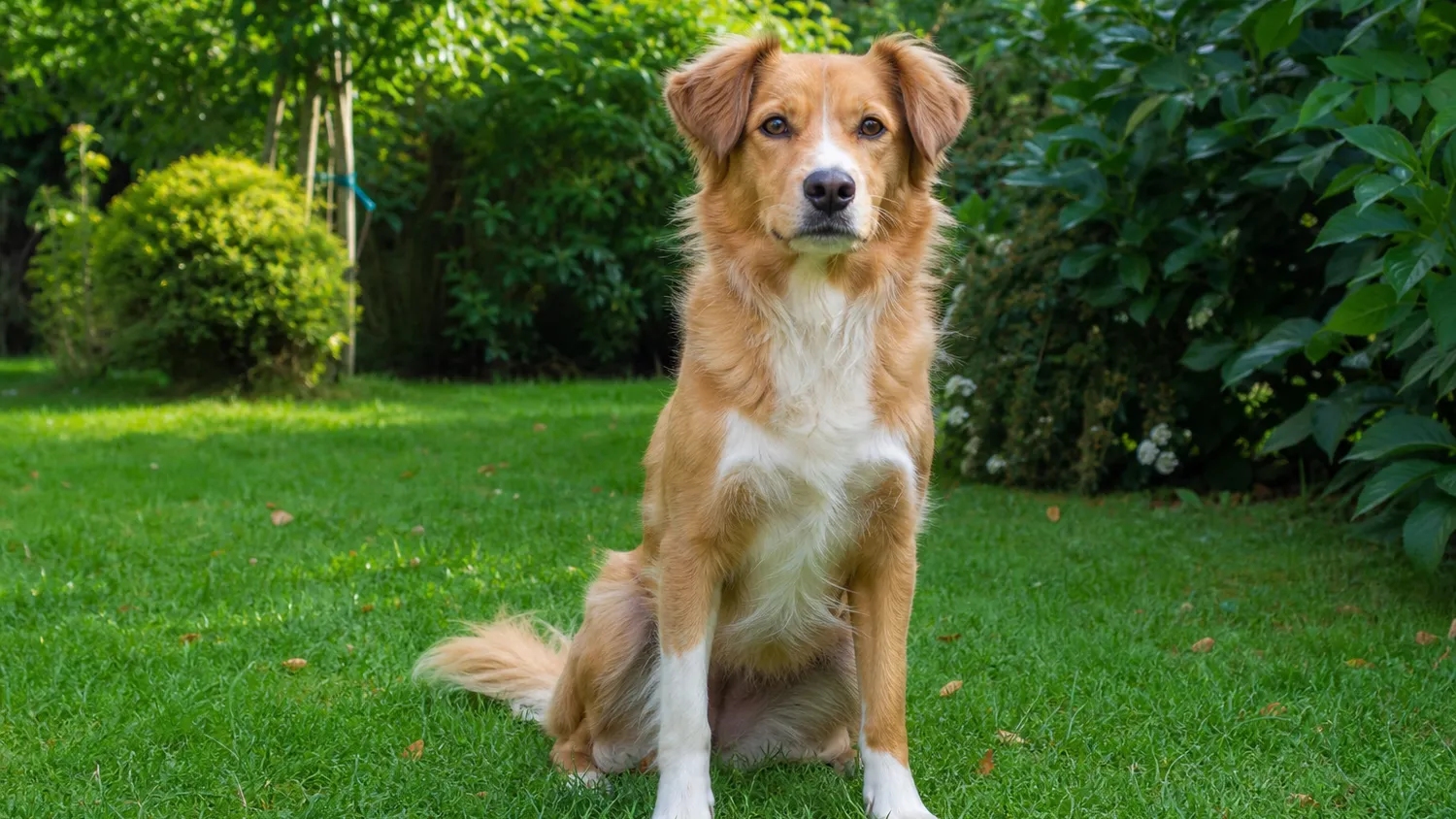 Chien assis dans un jardin verdoyant, attentif, en promenade au bord d'une allée