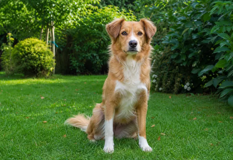 Chien assis dans un jardin verdoyant, attentif, en promenade au bord d'une allée