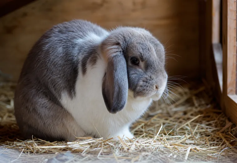 Lapin domestique prostré dans sa litière de paille, immobile devant sa gamelle intacte