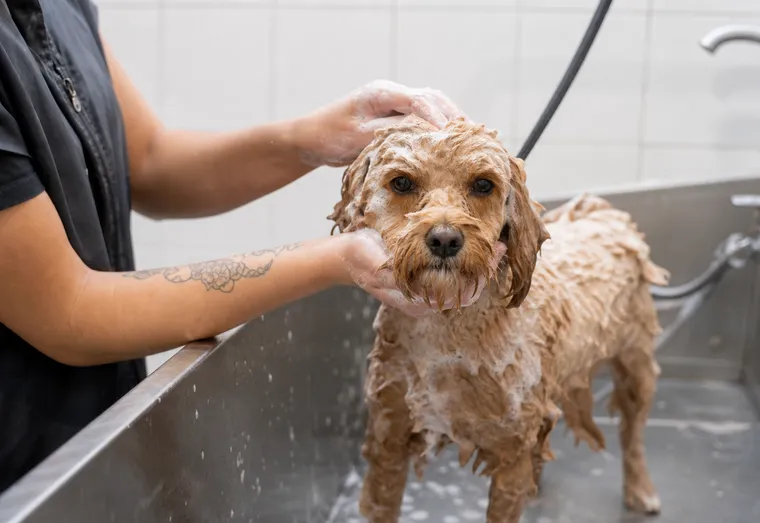 Chien se faisant laver et brosser par un toiletteur dans un bac de toilettage, mousse de shampoing dans le pelage