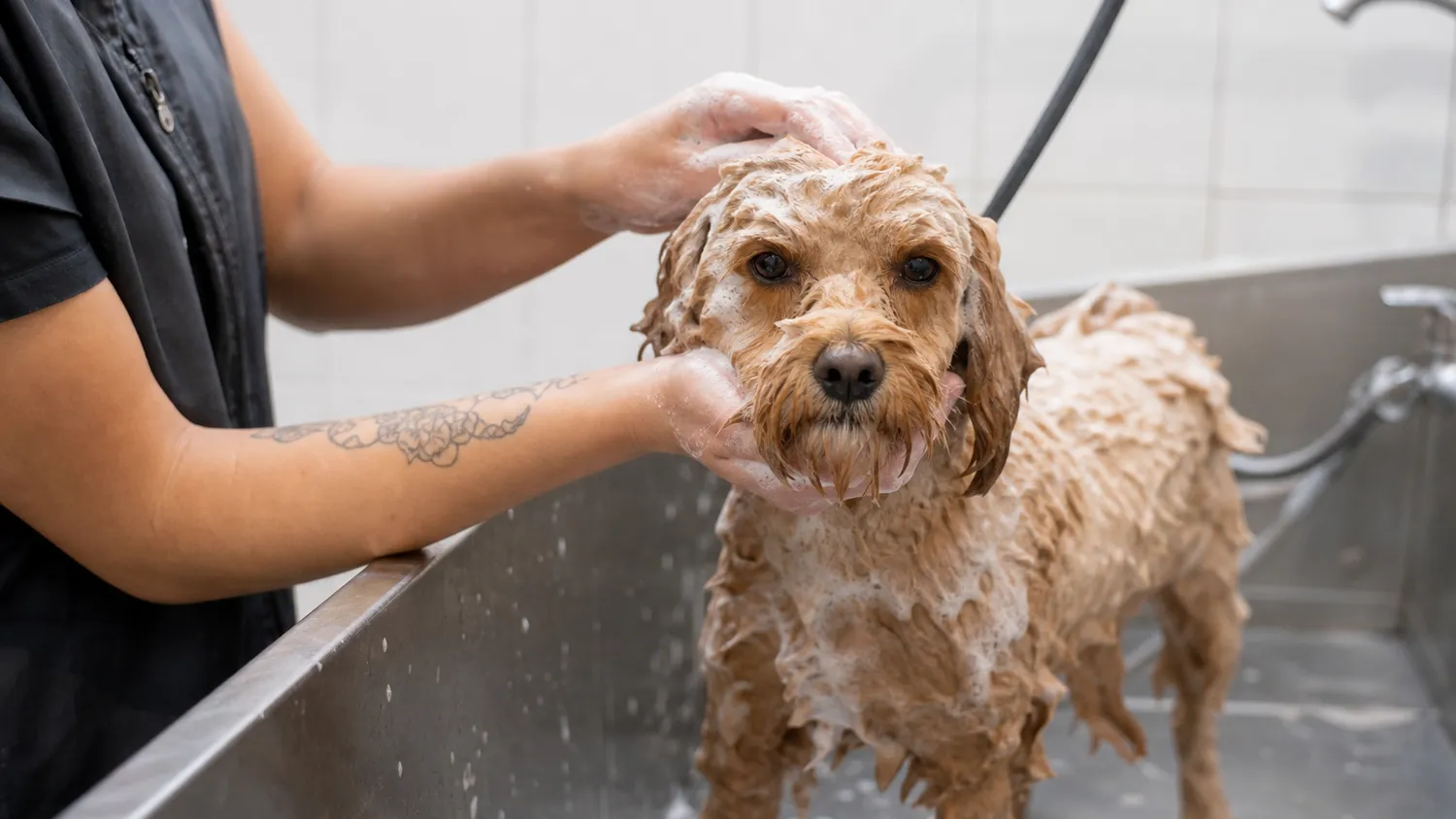 Chien se faisant laver et brosser par un toiletteur dans un bac de toilettage, mousse de shampoing dans le pelage
