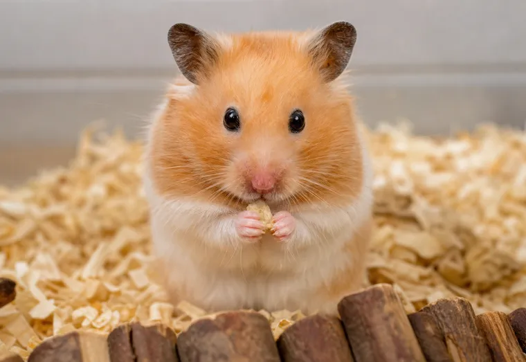 Hamster doré aux poils dorés et blancs, assis sur de la litière naturelle, tenant un morceau de nourriture entre ses pattes