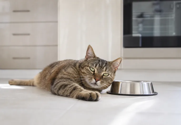 Chat au pelage roux allongé au sol, l'air fatigué, près de sa gamelle