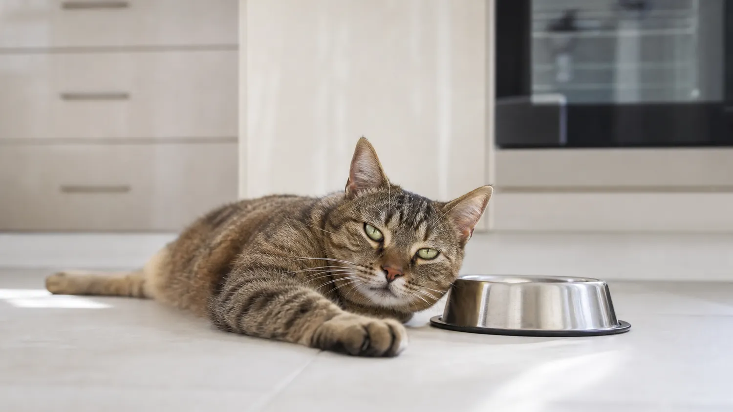 Chat au pelage roux allongé au sol, l'air fatigué, près de sa gamelle