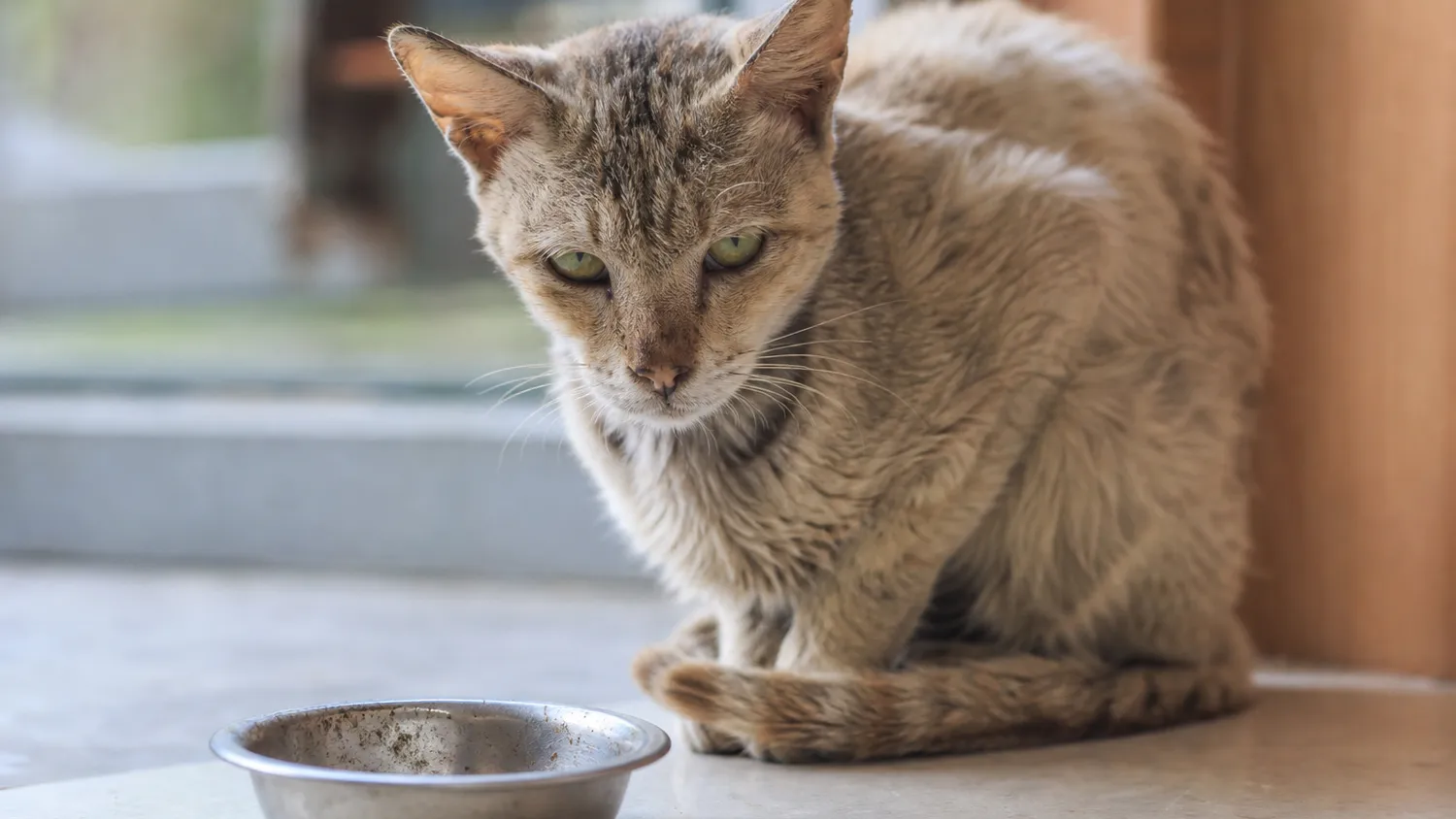 Chat maigre au pelage terne assis près de sa gamelle vide, l'air affaibli