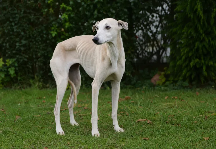 Chien maigre aux côtes visibles, debout dans un jardin, l'air affaibli