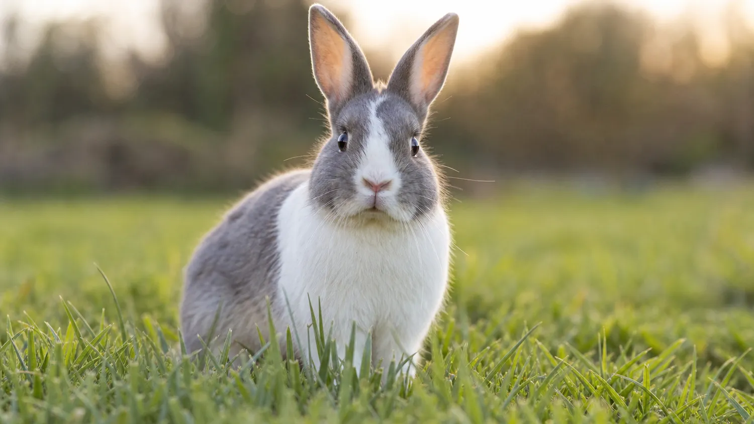 Lapin nain aux poils gris et blancs assis dans l'herbe, oreilles dressées