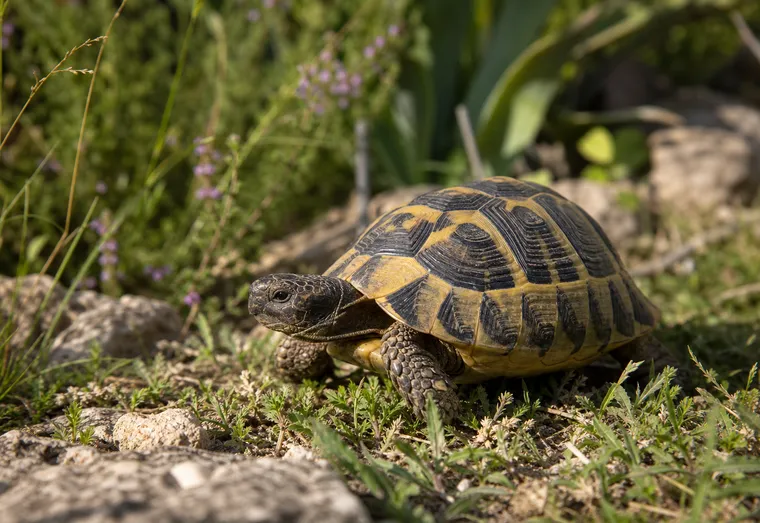 Tortue terrestre au bord d'un point d'eau dans un jardin ensoleillé, carapace détaillée