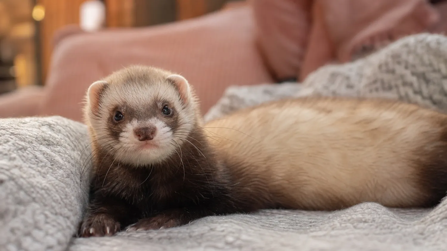 Furet au pelage sable allongé sur un plaid, museau curieux tourné vers l'objectif, lumière naturelle douce