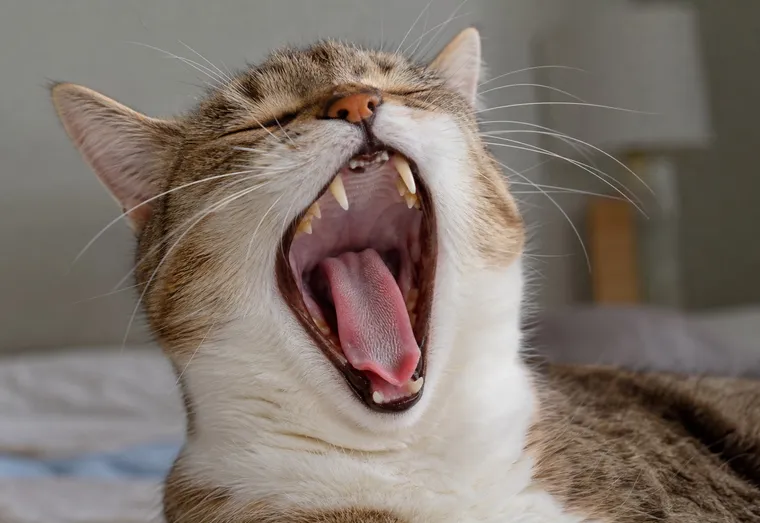 Chat qui bâille de face, gueule ouverte, montrant ses dents et sa gencive à la lumière naturelle