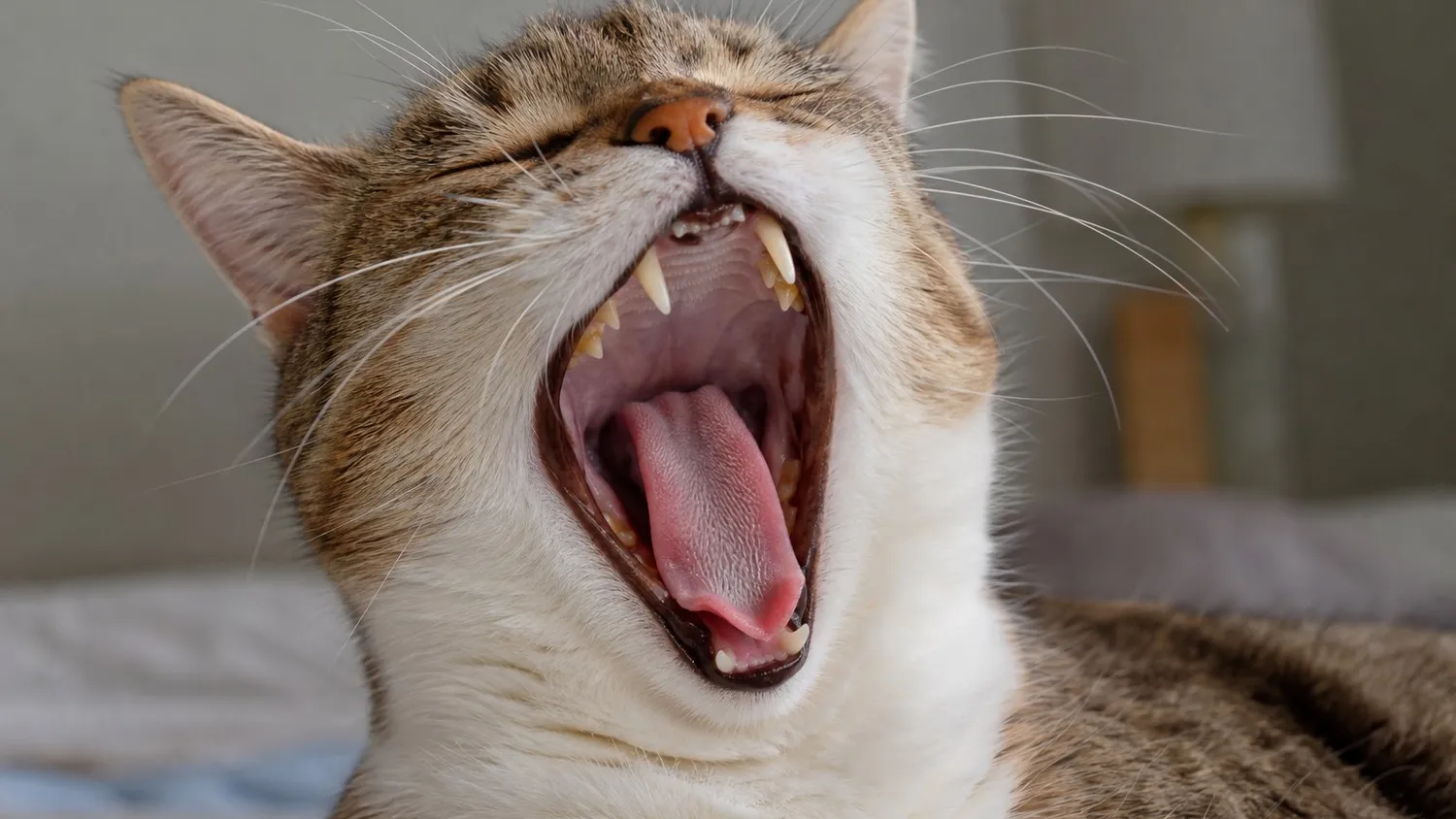 Chat qui bâille de face, gueule ouverte, montrant ses dents et sa gencive à la lumière naturelle