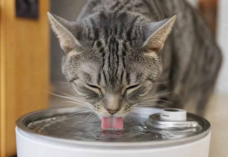 Chat gris qui boit de l'eau à une fontaine pour animaux, gros plan sur la langue et la gamelle