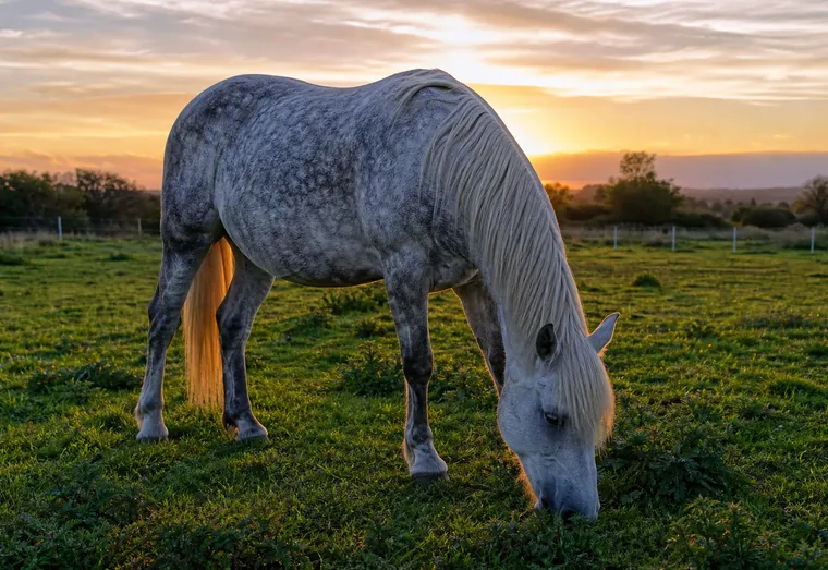Cheval âgé au pelage grisonnant broutant paisiblement dans un pré au soleil couchant