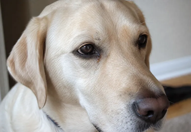 Chien au pelage clair avec un léger écoulement au coin de l'œil, regard attentif en lumière naturelle