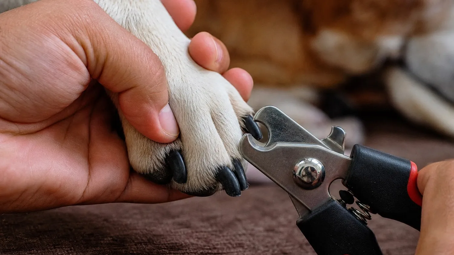 Main tenant délicatement la patte d'un chien avec un coupe-griffes, gros plan en lumière naturelle