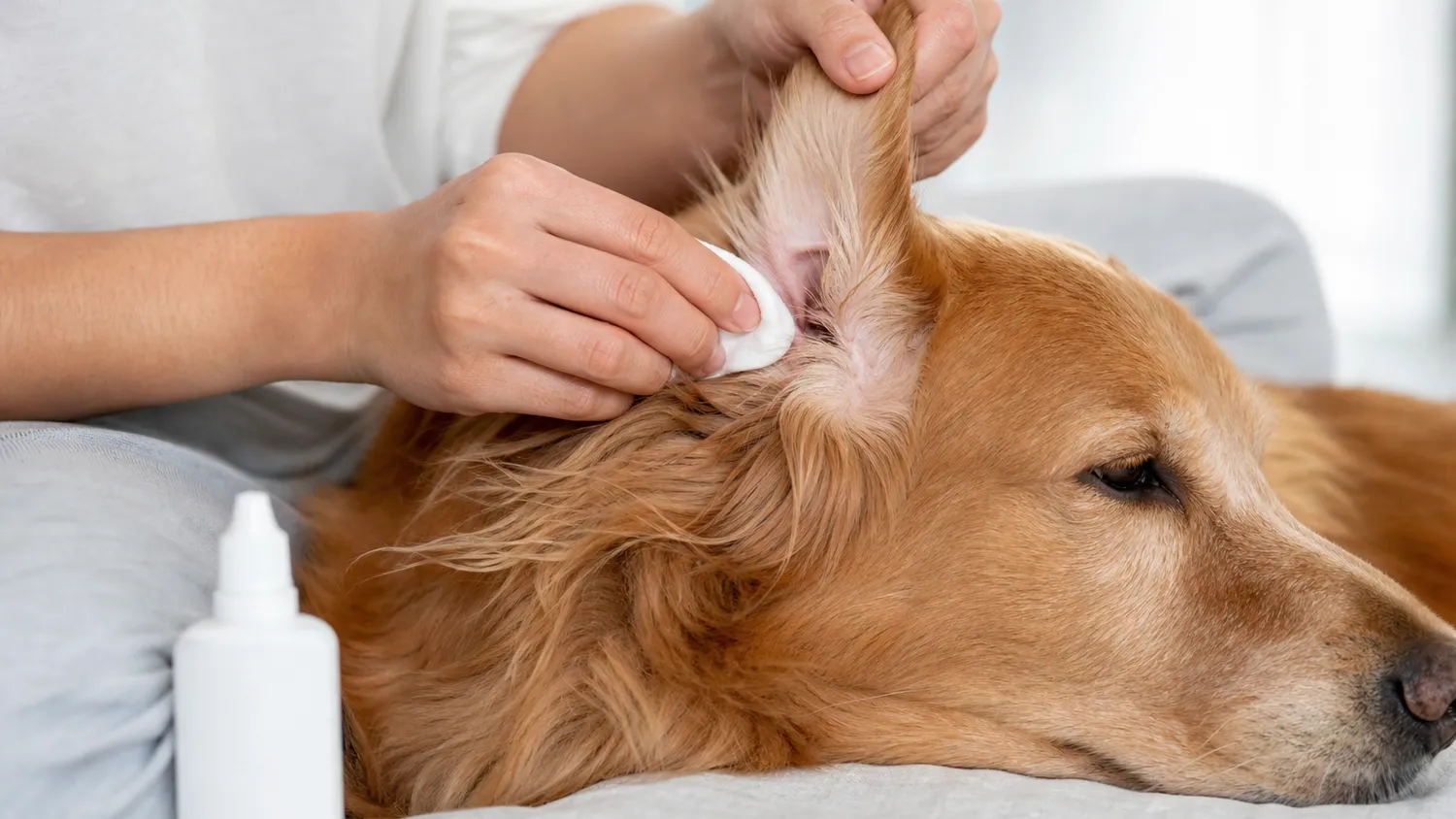 Personne nettoyant délicatement l'oreille d'un chien avec un coton et une lotion auriculaire
