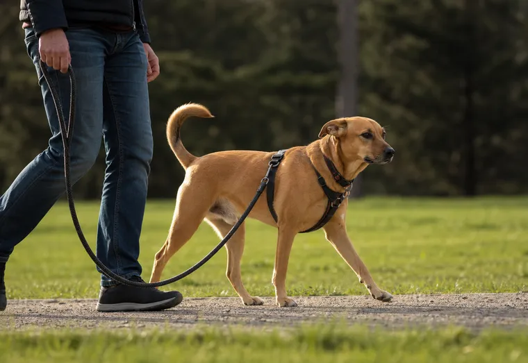 Chien marchant tranquillement en laisse détendue à côté de son maître sur un chemin bordé d'herbe