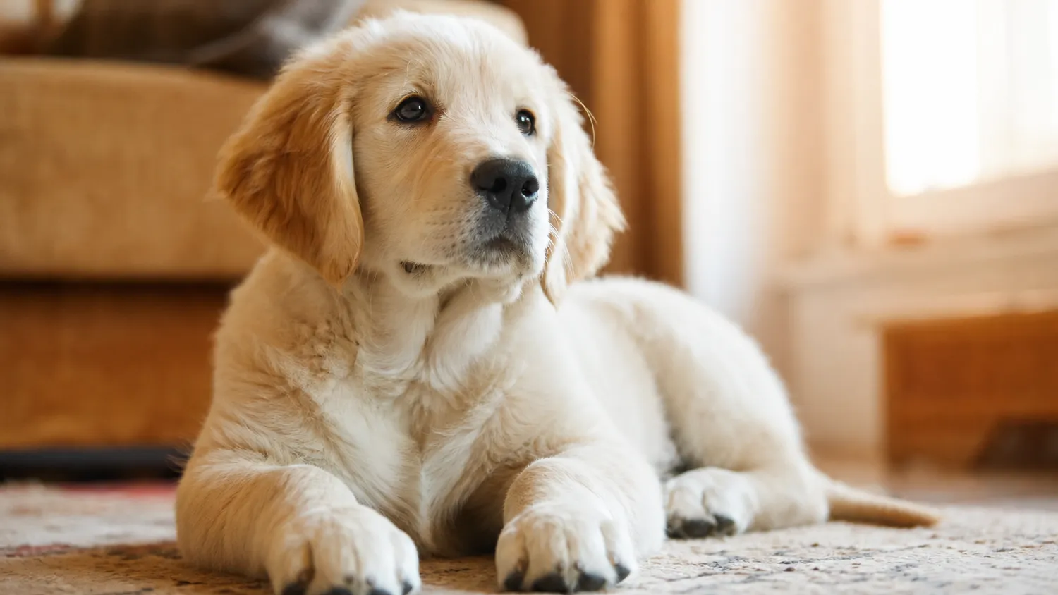 Chiot allongé sur un tapis, secoué par un hoquet, tête légèrement relevée