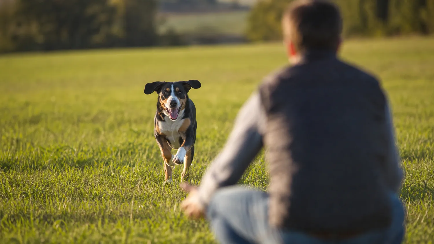 Chien courant vers son maître accroupi dans une prairie, oreilles au vent