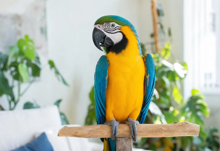Perroquet coloré perché, plumage partiellement dénudé au niveau du poitrail, en pleine lumière naturelle