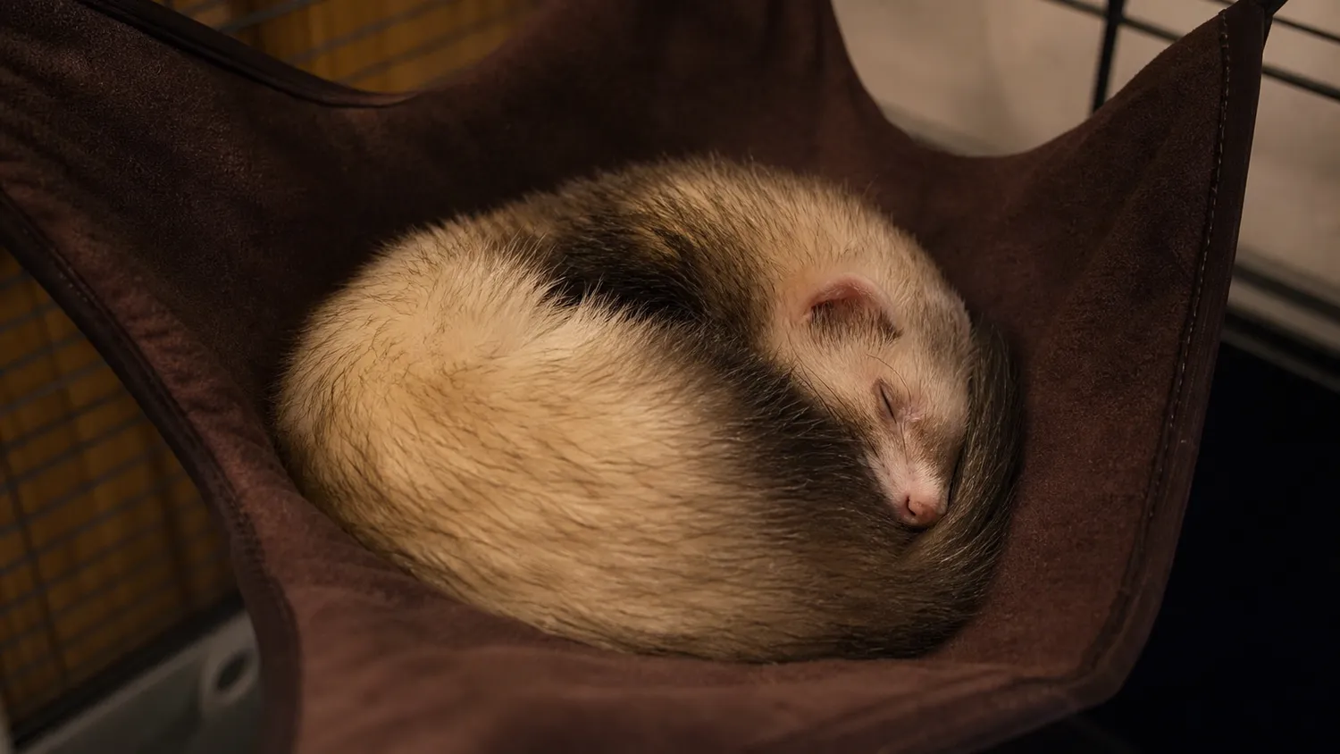 Furet endormi profondément, roulé en boule dans un hamac de cage, lumière douce et chaleureuse