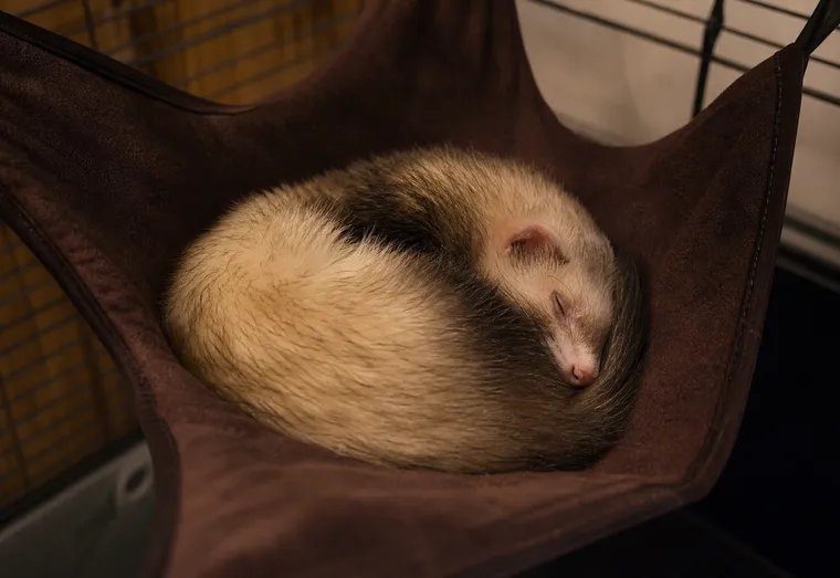 Furet endormi profondément, roulé en boule dans un hamac de cage, lumière douce et chaleureuse