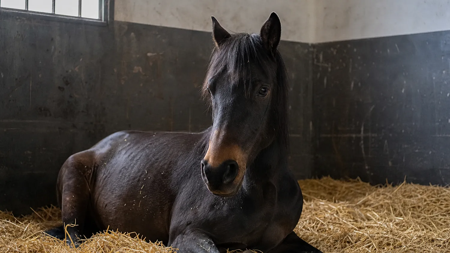 Cheval couché dans la paille d'un box, tête relevée, en pleine lumière naturelle