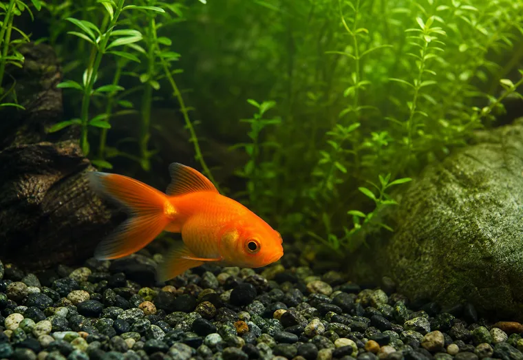 Poisson rouge orange nageant près du fond d'un aquarium planté, lumière douce filtrant dans l'eau