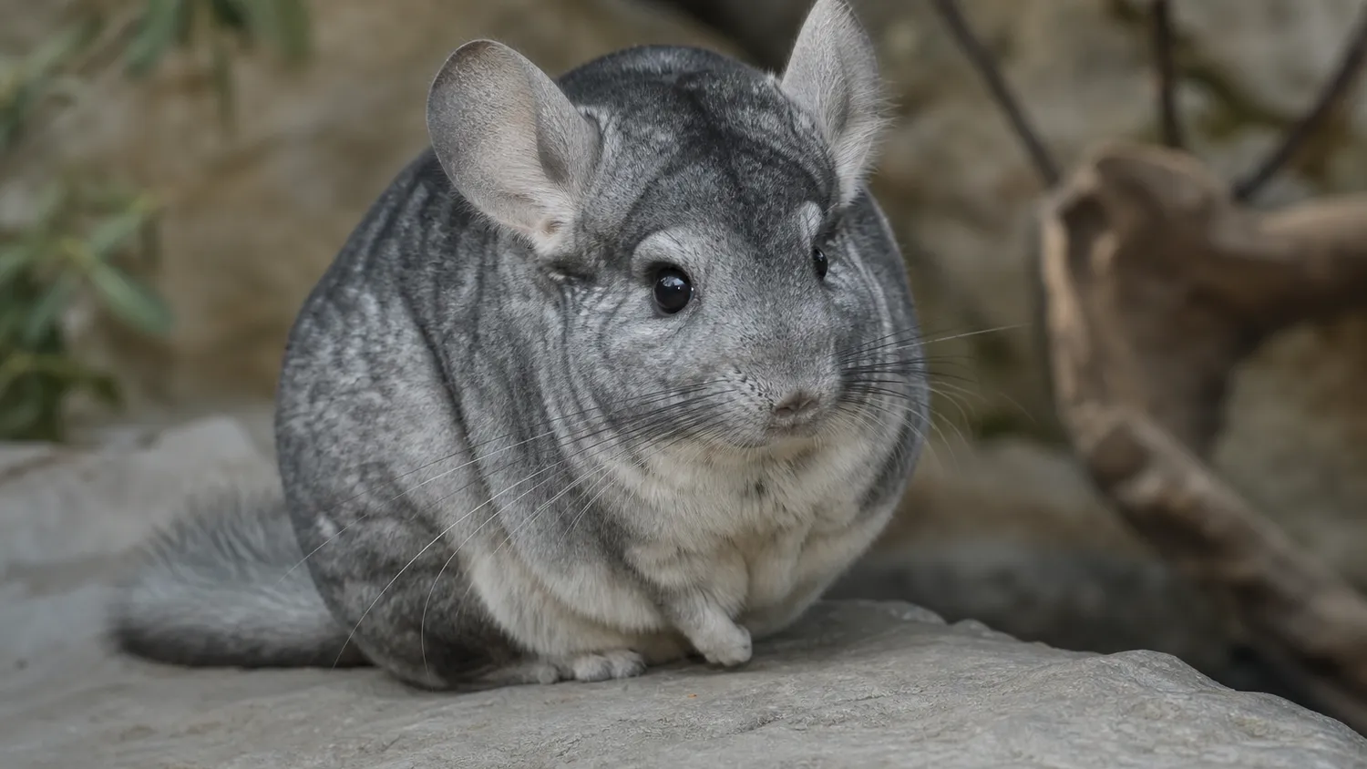 Chinchilla gris au pelage dense, posé sur une surface fraîche, observé en pleine lumière naturelle