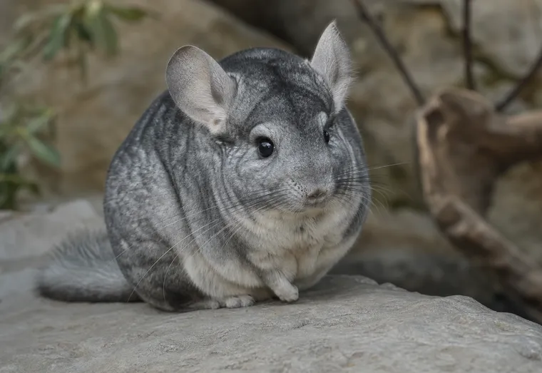 Chinchilla gris au pelage dense, posé sur une surface fraîche, observé en pleine lumière naturelle