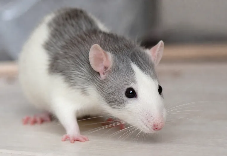 Rat domestique blanc et gris exploré de près sur une surface claire, en pleine lumière naturelle