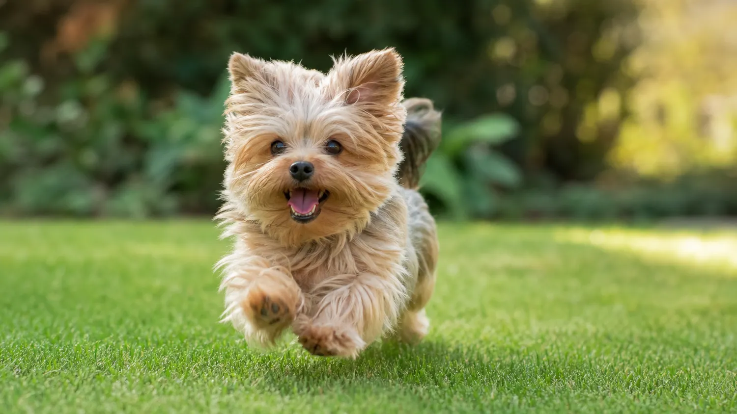 Petit chien de race toy en train de courir joyeusement dans un jardin, en pleine lumière naturelle