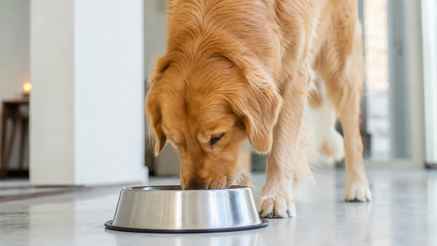 Chien buvant de l'eau dans sa gamelle à l'intérieur, en pleine lumière naturelle douce