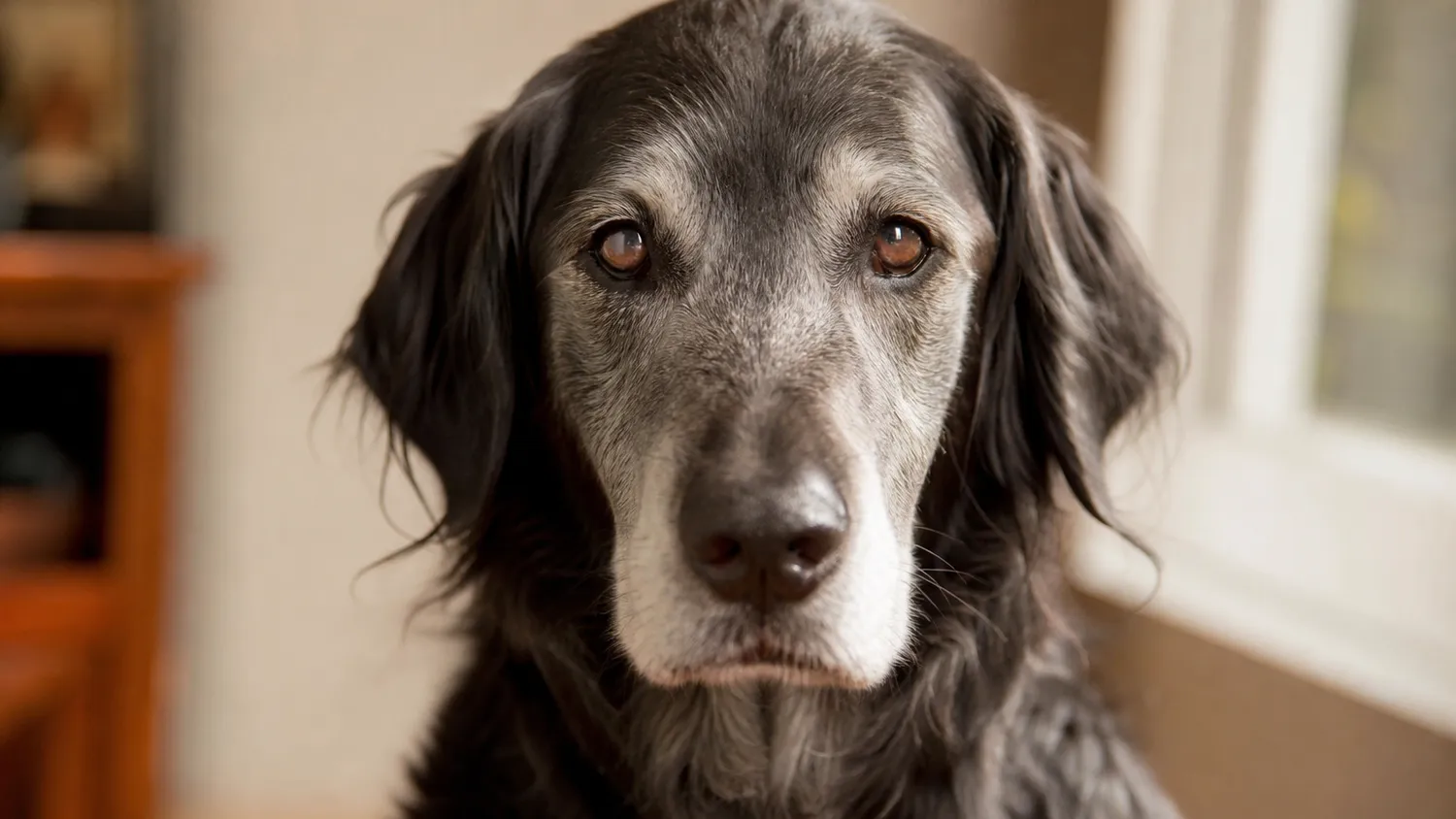 Chien senior au regard attentif, assis calmement à l'intérieur, lumière naturelle douce
