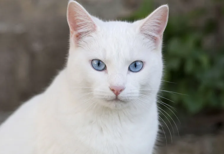 Chat blanc aux yeux bleus intenses, observé de près en pleine lumière naturelle douce