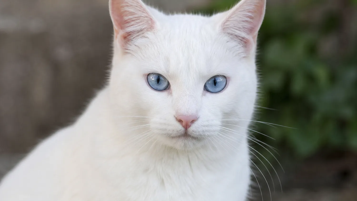 Chat blanc aux yeux bleus intenses, observé de près en pleine lumière naturelle douce