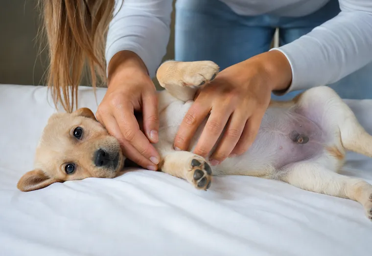 Chiot allongé sur le dos, ventre exposé, examiné avec attention en pleine lumière naturelle