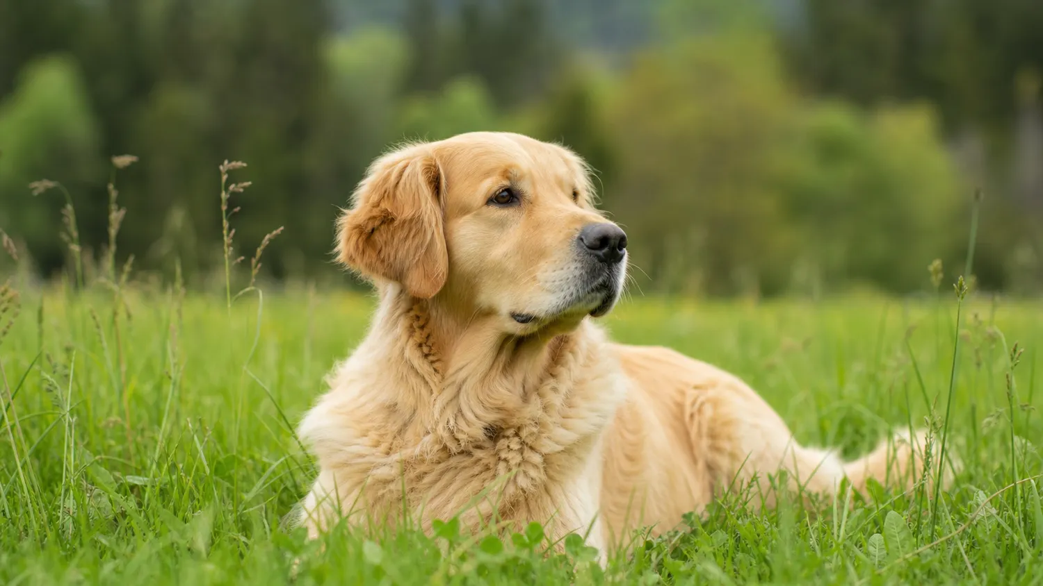 Chien allongé calmement dans l'herbe, observé de près en pleine lumière naturelle