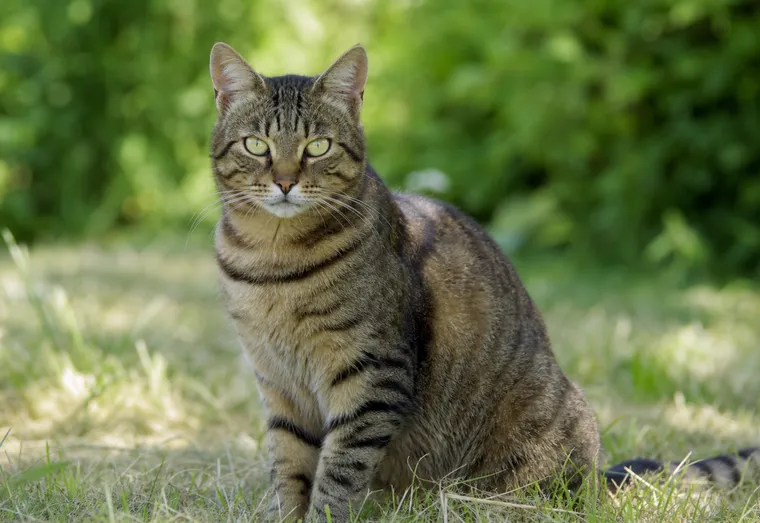 Chat au pelage tigré assis calmement à l'extérieur, observé de près en lumière naturelle douce