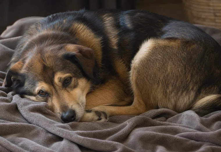 Chien couché sur le flanc, position recroquevillée, en pleine lumière naturelle douce