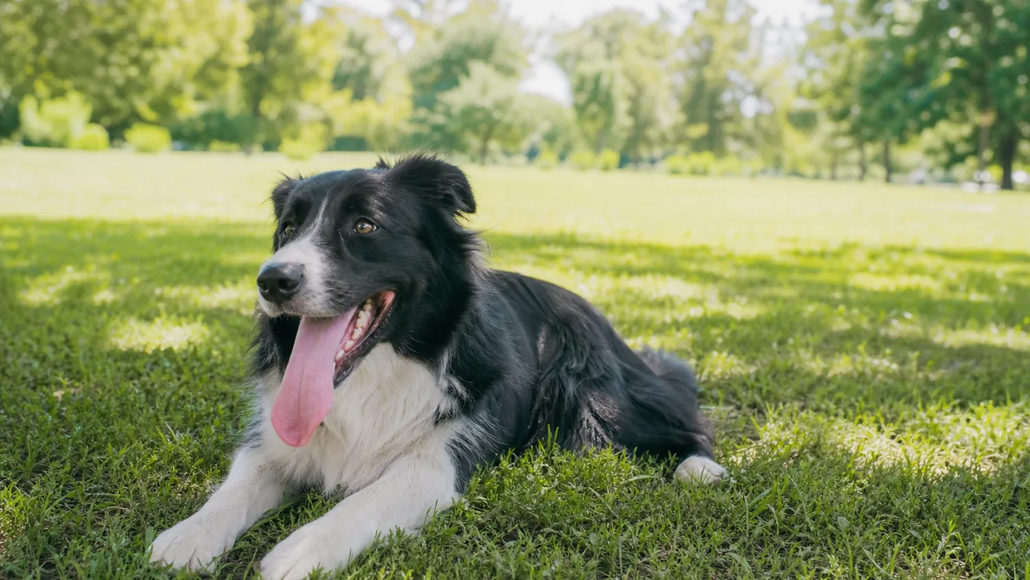 Chien haletant allongé à l'ombre sur l'herbe, en pleine lumière naturelle d'été