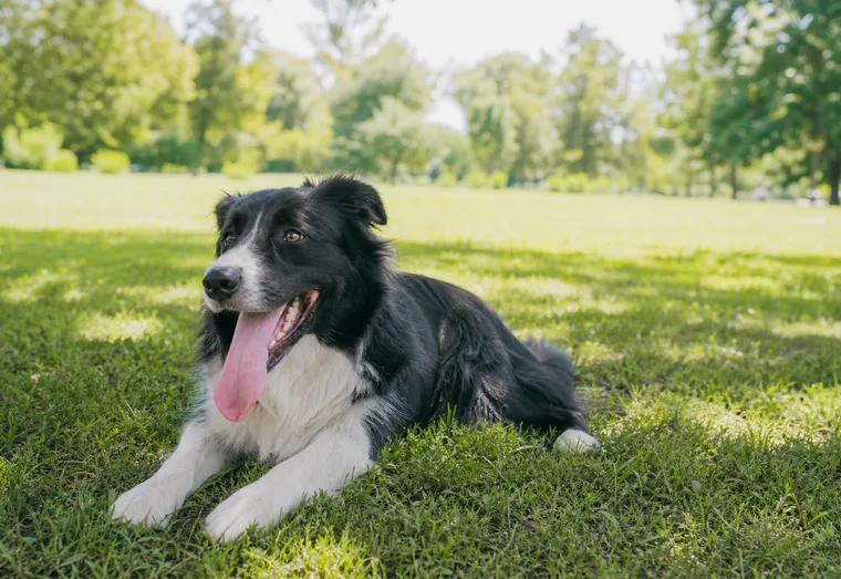 Chien haletant allongé à l'ombre sur l'herbe, en pleine lumière naturelle d'été
